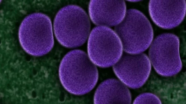 Wundversorgung bei MRSA-Patient:innen, Bakterien der Art Staphylococcus aureus